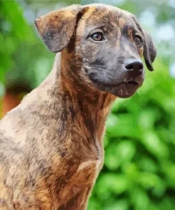 Brindle Dog Diamond Painting