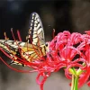 Butterfly On Red Spider Lily Diamond Painting