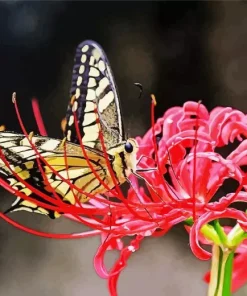 Butterfly On Red Spider Lily Diamond Painting