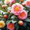 Camellia Flowers Diamond Painting