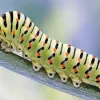 Caterpillar Insect Diamond Painting