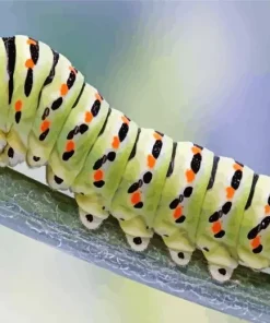 Caterpillar Insect Diamond Painting