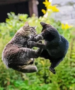 Cats Fighting Diamond Painting