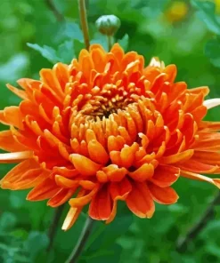 Chrysanthemum Flower Diamond Painting