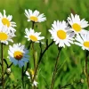 Common Daisy Flowers Diamond Painting