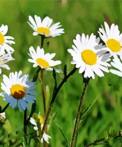 Common Daisy Flowers Diamond Painting