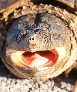 Common Snapping Turtle Diamond Painting