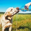 Dog Drinking Water Diamond Painting