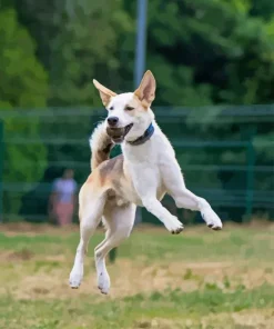 Dog Jumping Diamond Painting