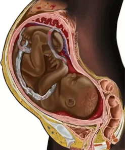 Fetus Art Diamond Painting