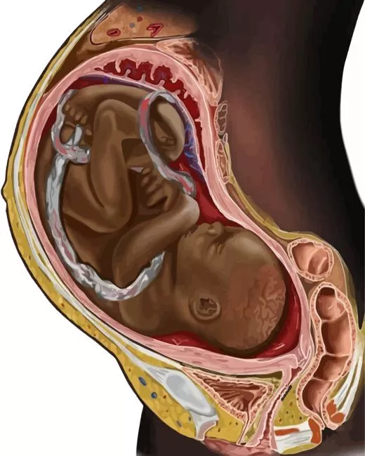 fetus art Diamond With Numbers Fetus Art Diamond Painting