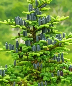 Fir Tree Diamond Painting