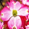 Flowering Dogwood Diamond Painting