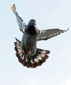 Flying Pigeon Diamond Painting