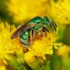 Green Bee Insect Diamond Painting