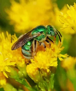 Green Bee Insect Diamond Painting