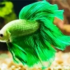 Green Fighter Fish Art Diamond Painting