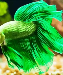 Green Fighter Fish Art Diamond Painting