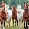 Herd Of Horses Diamond Painting