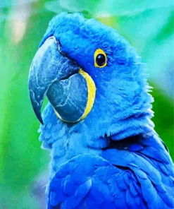 Hyacinth Macaw Bird Diamond Painting