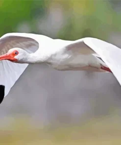 Ibis Bird Flying Diamond Painting
