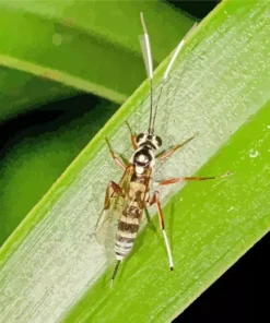 Ichneumon Wasp Diamond Painting