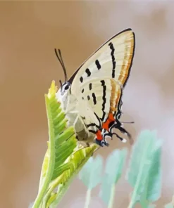 Imperial Blue Butterfly Diamond Painting