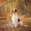 Irish Red And White Setter Diamond Painting