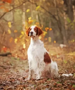 Irish Red And White Setter Diamond Painting