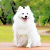 Japanese Spitz Dog Diamond Painting