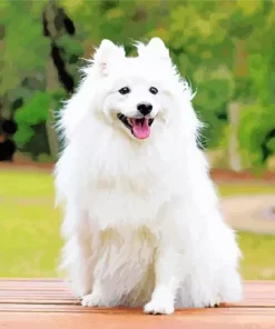Japanese Spitz Dog Diamond Painting