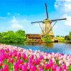 Kinderdijk Tulips Diamond Painting