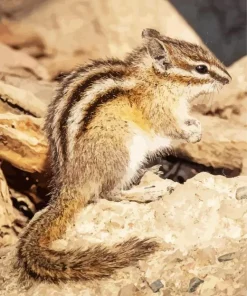 Least Chipmunk Diamond Painting