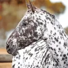 Leopard Horse Diamond Painting
