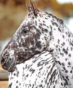 Leopard Horse Diamond Painting