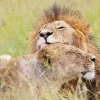 Lion And Lioness Lovers Diamond Painting