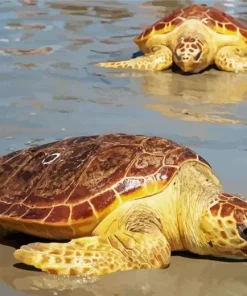 Loggerhead Sea Turtles Diamond Painting
