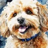 Maltipoo Dog Art Diamond Painting