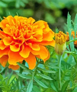 Marigold Flower Diamond Painting