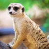 Meerkat Animal Diamond Painting