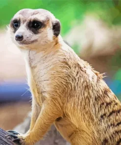 Meerkat Animal Diamond Painting