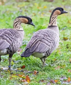 Nene Birds Diamond Painting