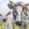 Nguni Cattle Diamond Painting