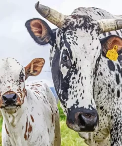Nguni Cattle Diamond Painting