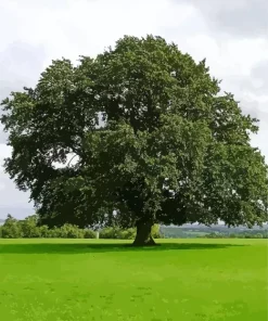 Oak Tree Diamond Painting