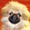 Pekingese Dog Diamond Painting