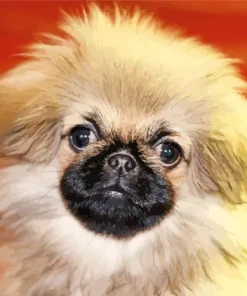 Pekingese Dog Diamond Painting