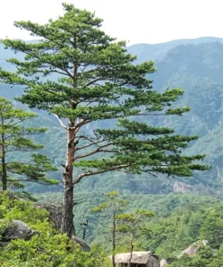 Pine Tree Diamond Painting