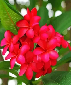 Plumeria Flowers Diamond Painting