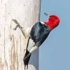 Red Headed Woodpecker Diamond Painting